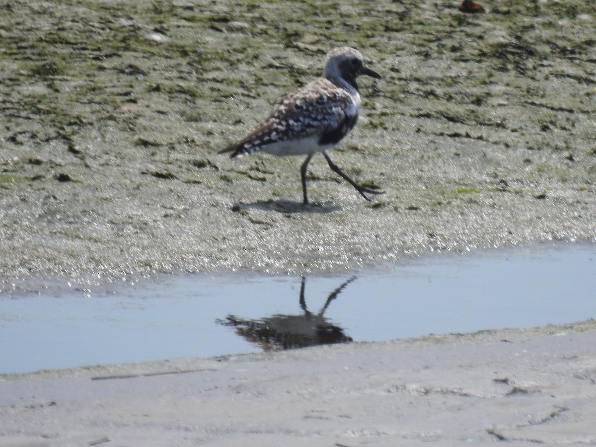 Black-bellied Plover - ML635600722