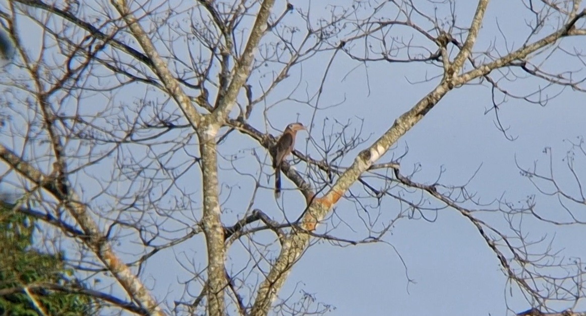 Rusty-cheeked Hornbill - ML635600745