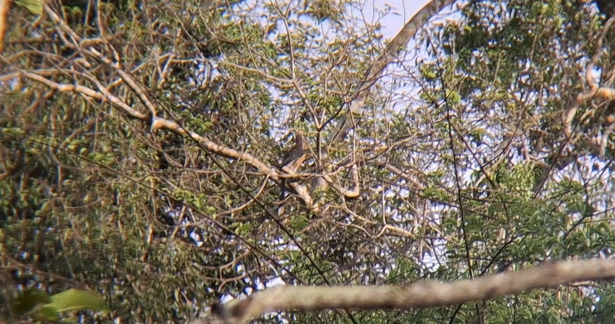 Rusty-cheeked Hornbill - ML635600746