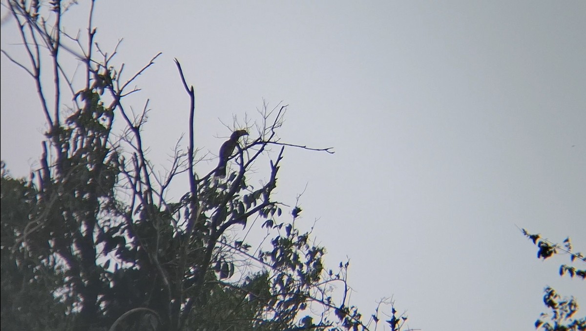 Rusty-cheeked Hornbill - ML635600747