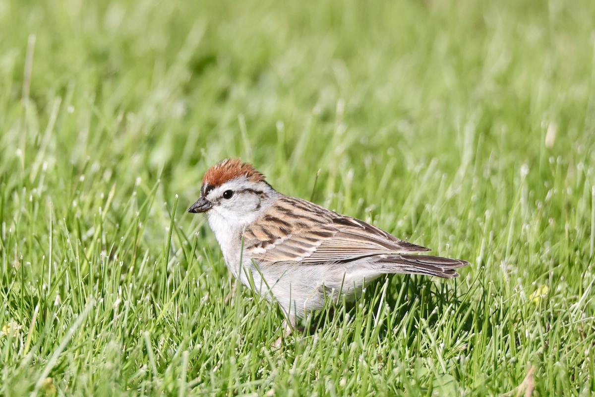 Chipping Sparrow - ML635600755