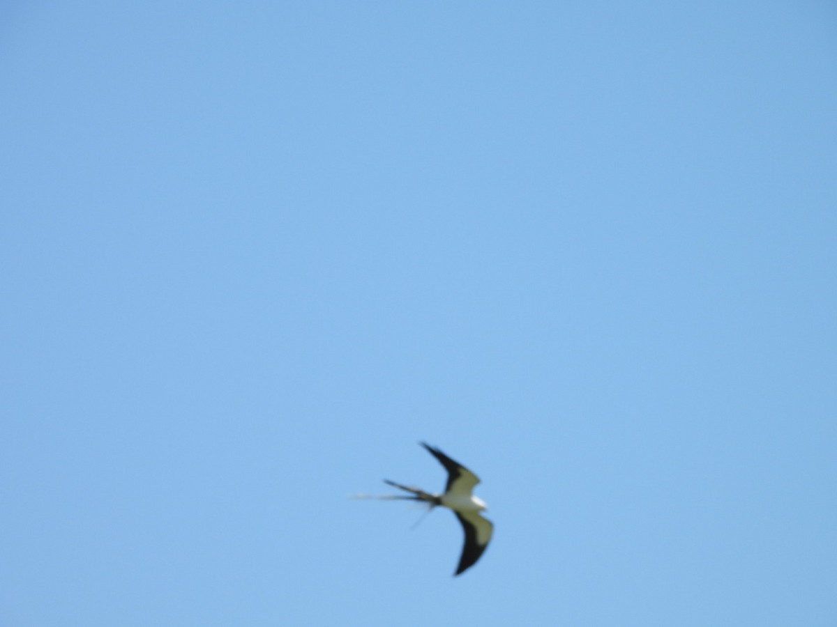 Swallow-tailed Kite - ML635600852