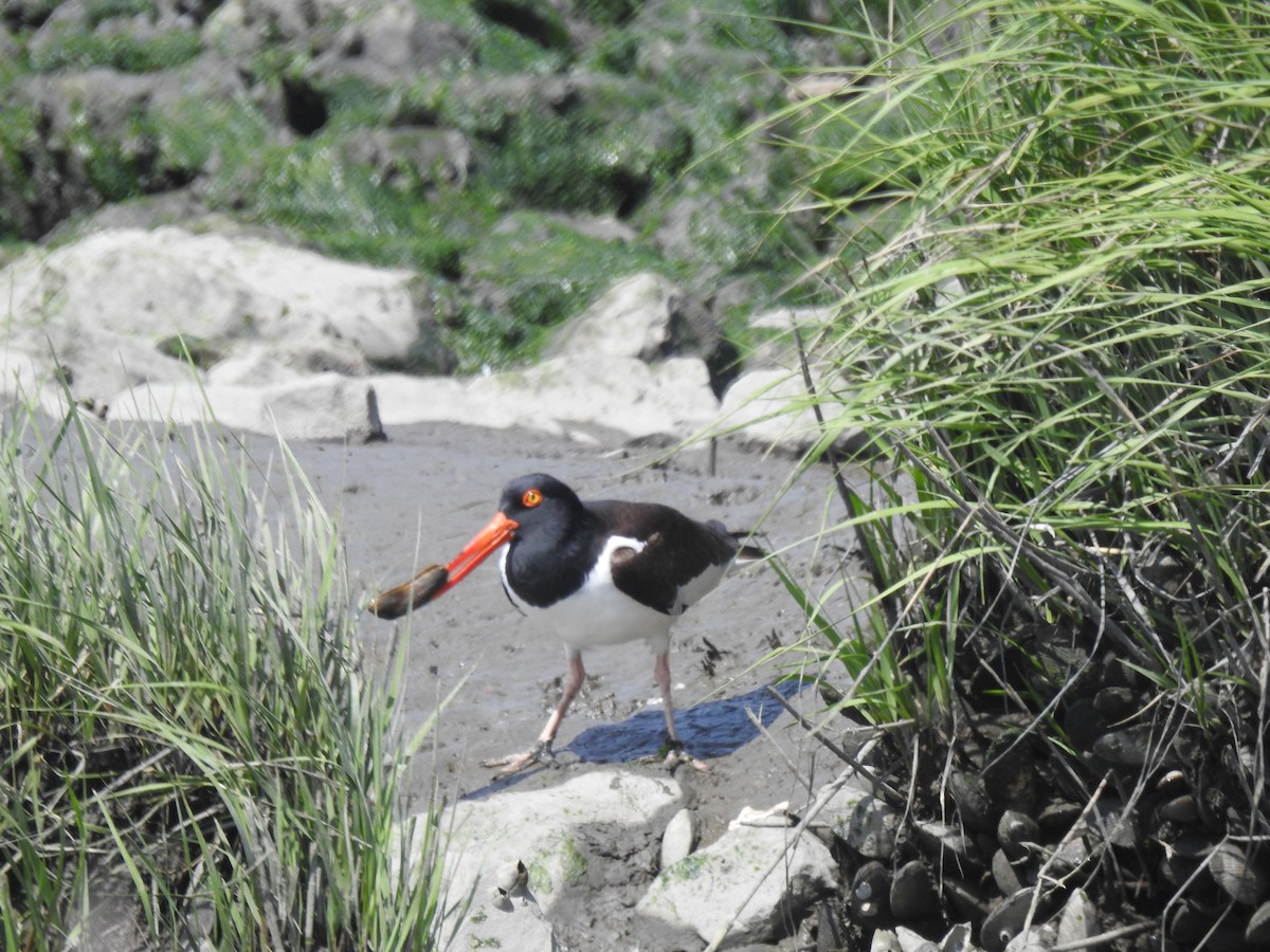 American Oystercatcher - ML635600892