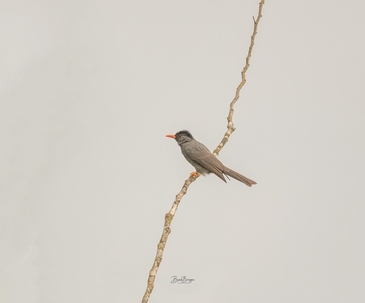 Square-tailed Bulbul - ML635600925