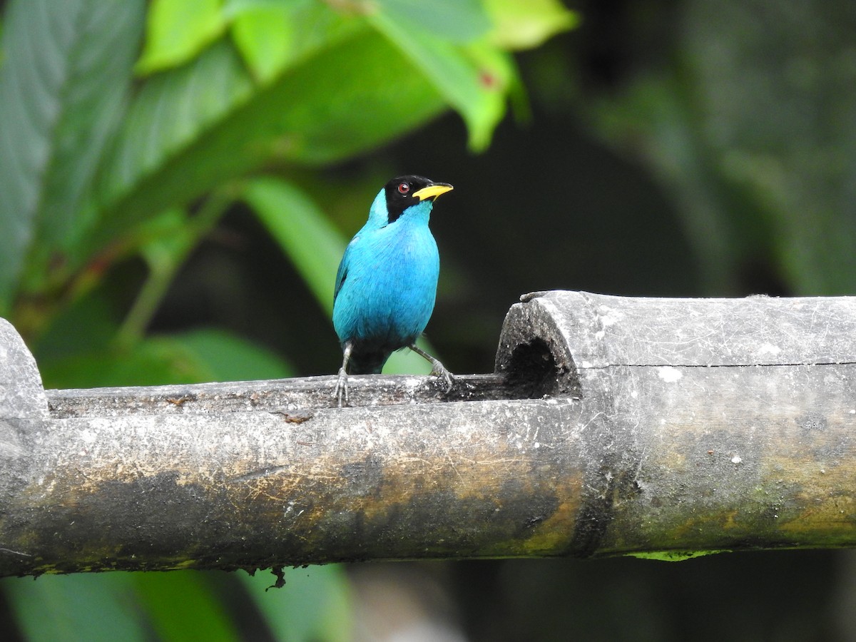 Green Honeycreeper - ML635601046