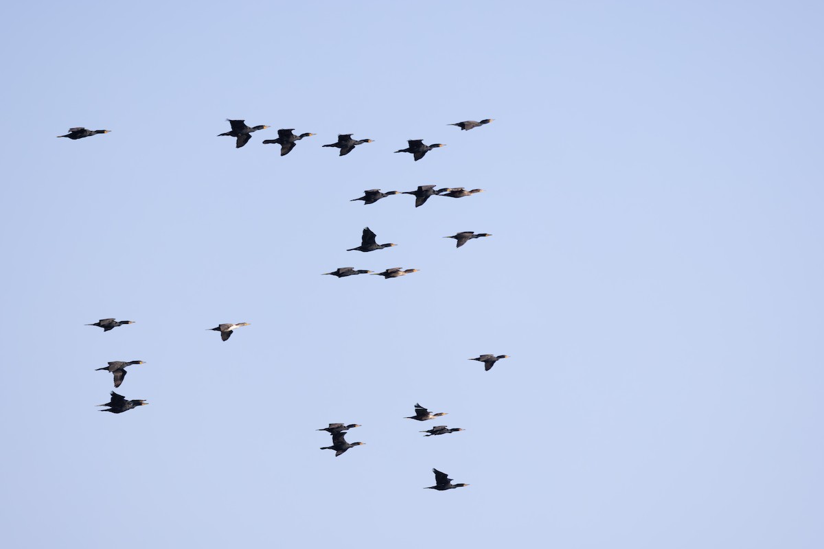 Double-crested Cormorant - ML635601051