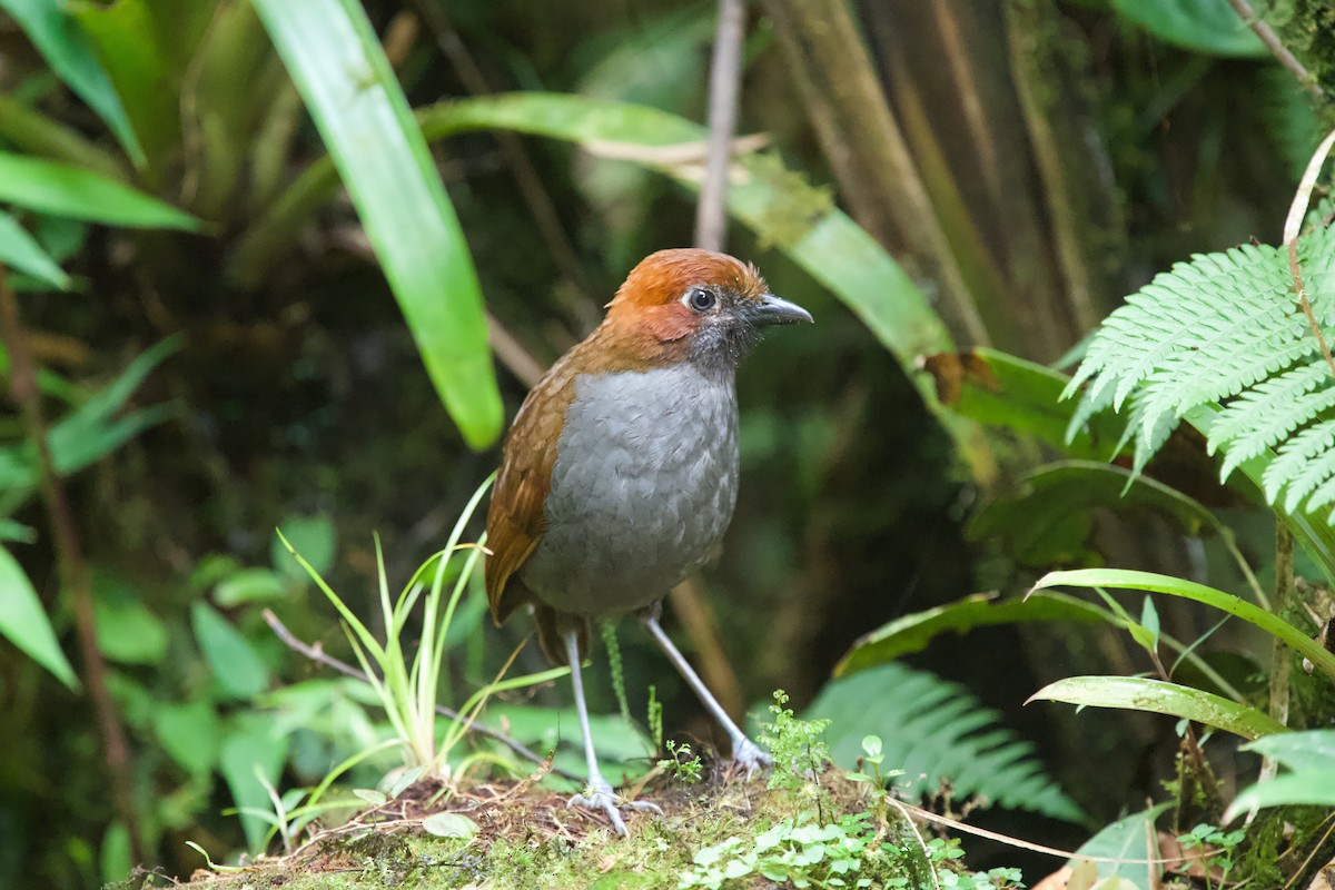 Chestnut-naped Antpitta - ML635601101