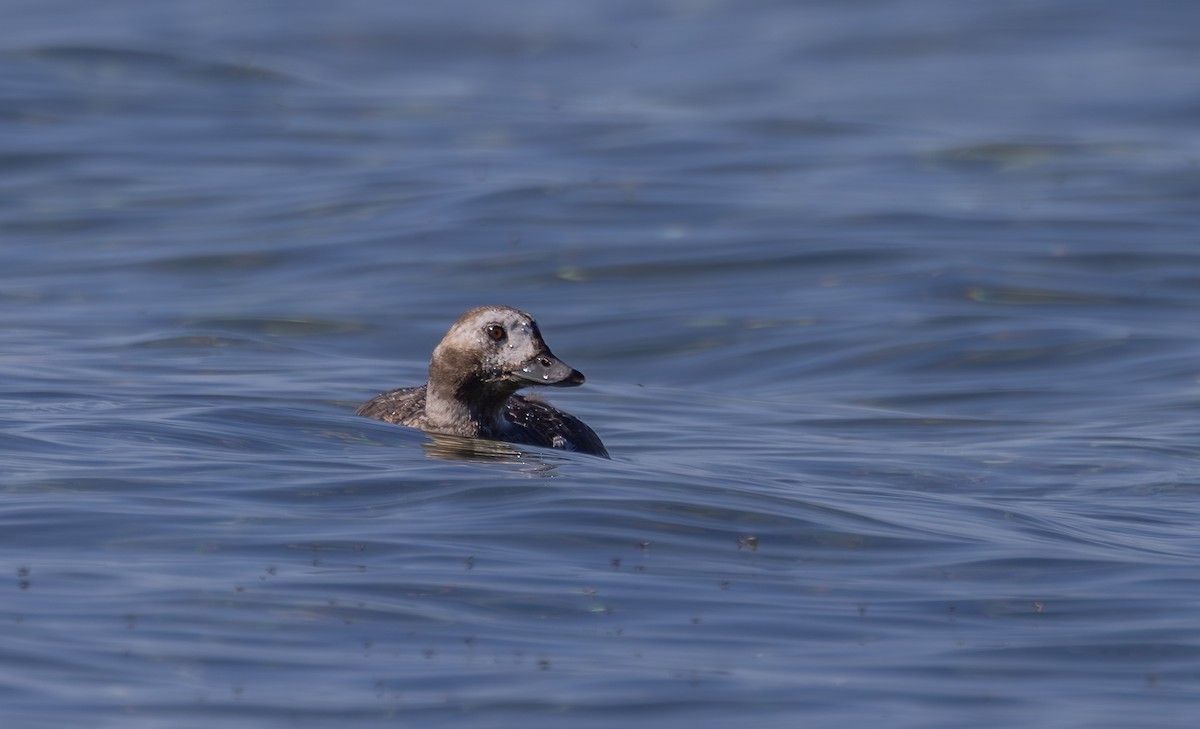Long-tailed Duck - ML635601102