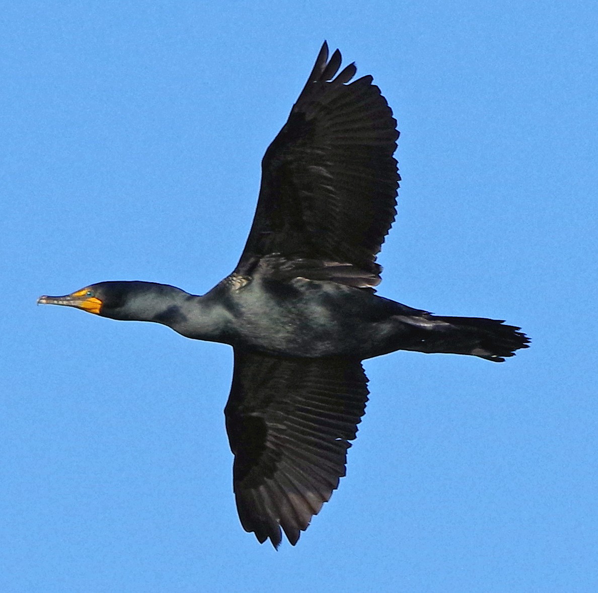 Double-crested Cormorant - ML635601178