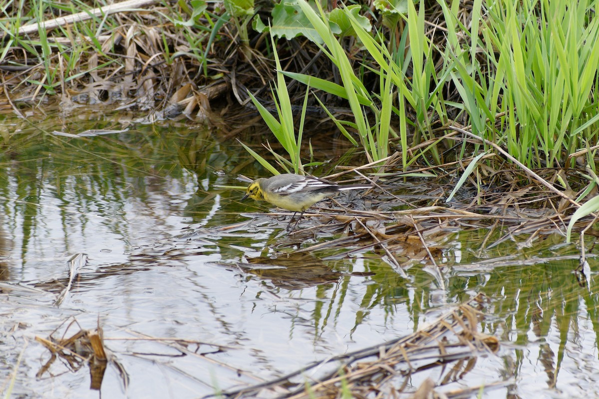 Citrine Wagtail - ML635601232