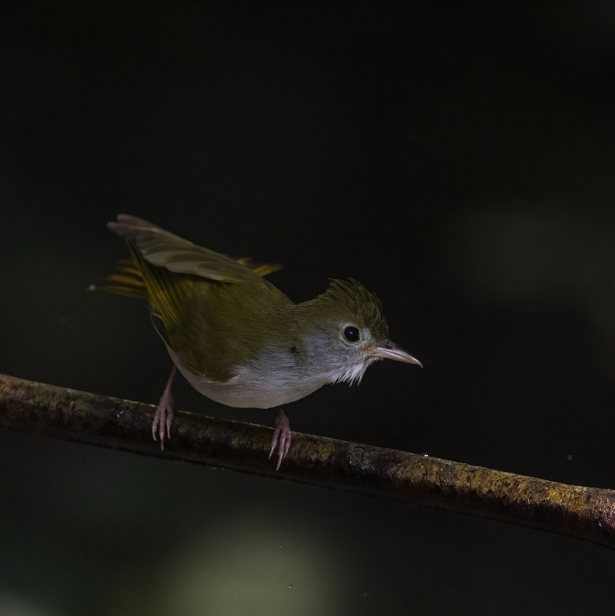 White-bellied Erpornis - ML635601380