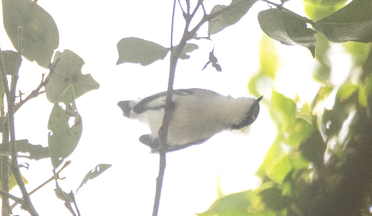 Tropical Gnatcatcher (atricapilla) - ML635601414