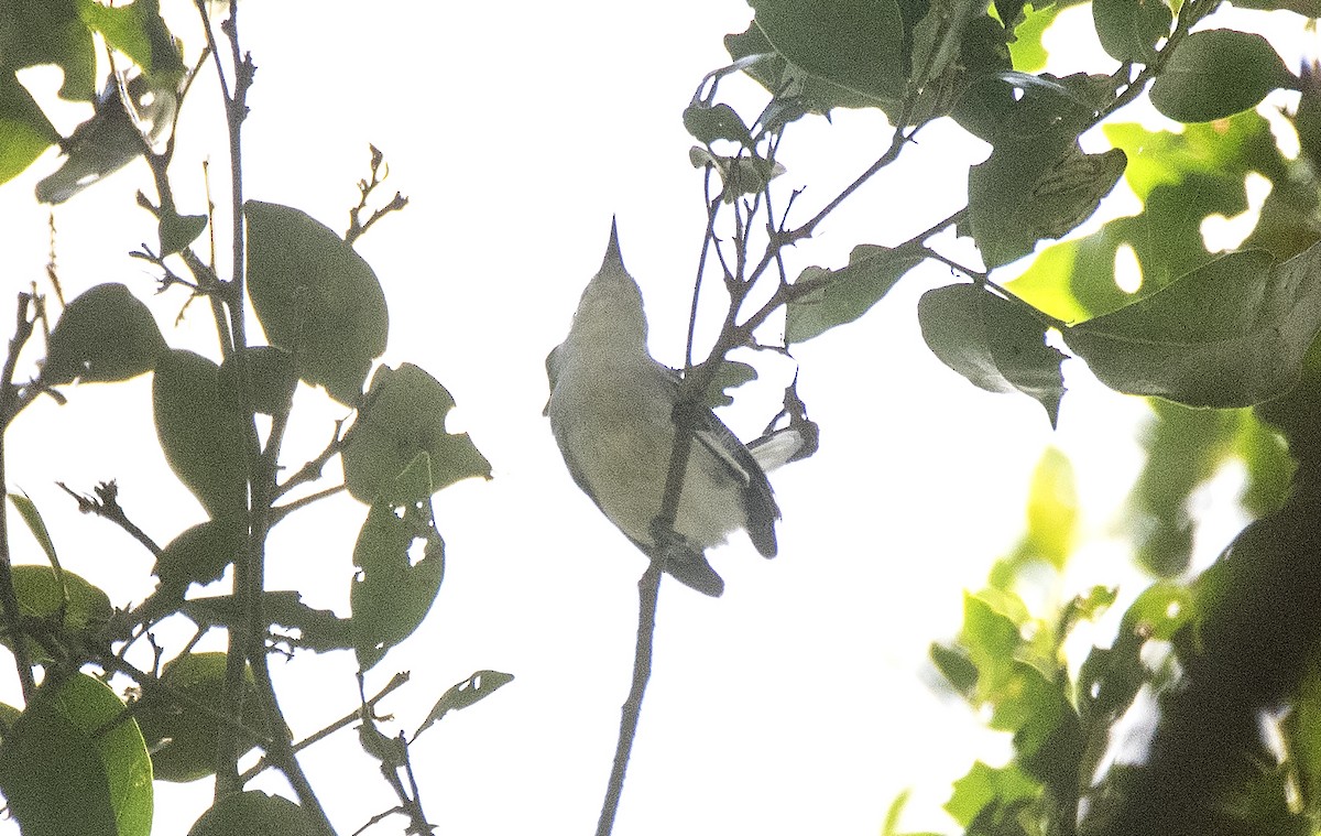 Tropical Gnatcatcher (atricapilla) - ML635601415