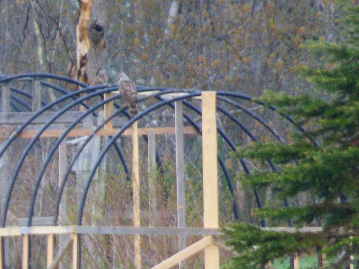Cooper's Hawk - ML635601432