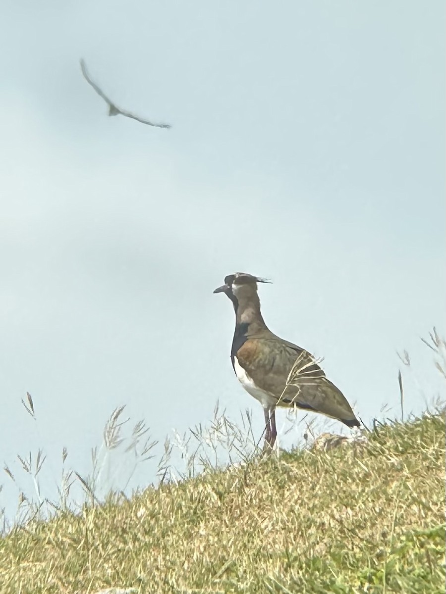 ナンベイタゲリ - ML635601484