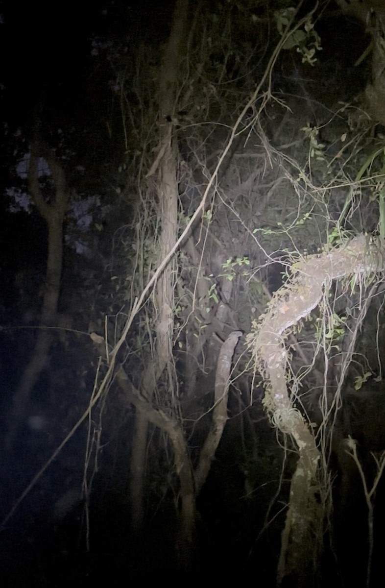 Eastern Screech-Owl - ML635601506