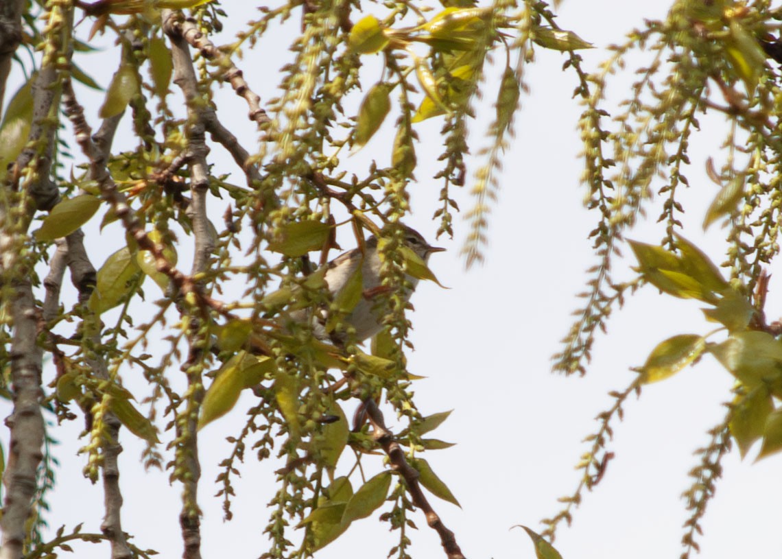 Common Chiffchaff - ML635601623