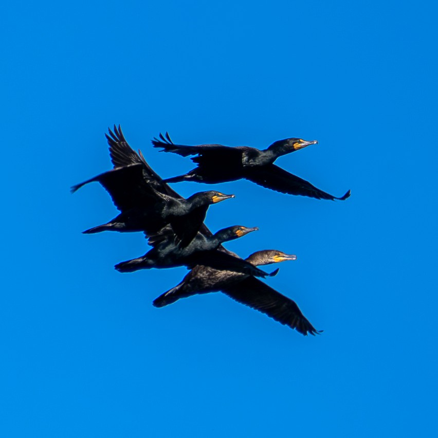 Double-crested Cormorant - ML635601721