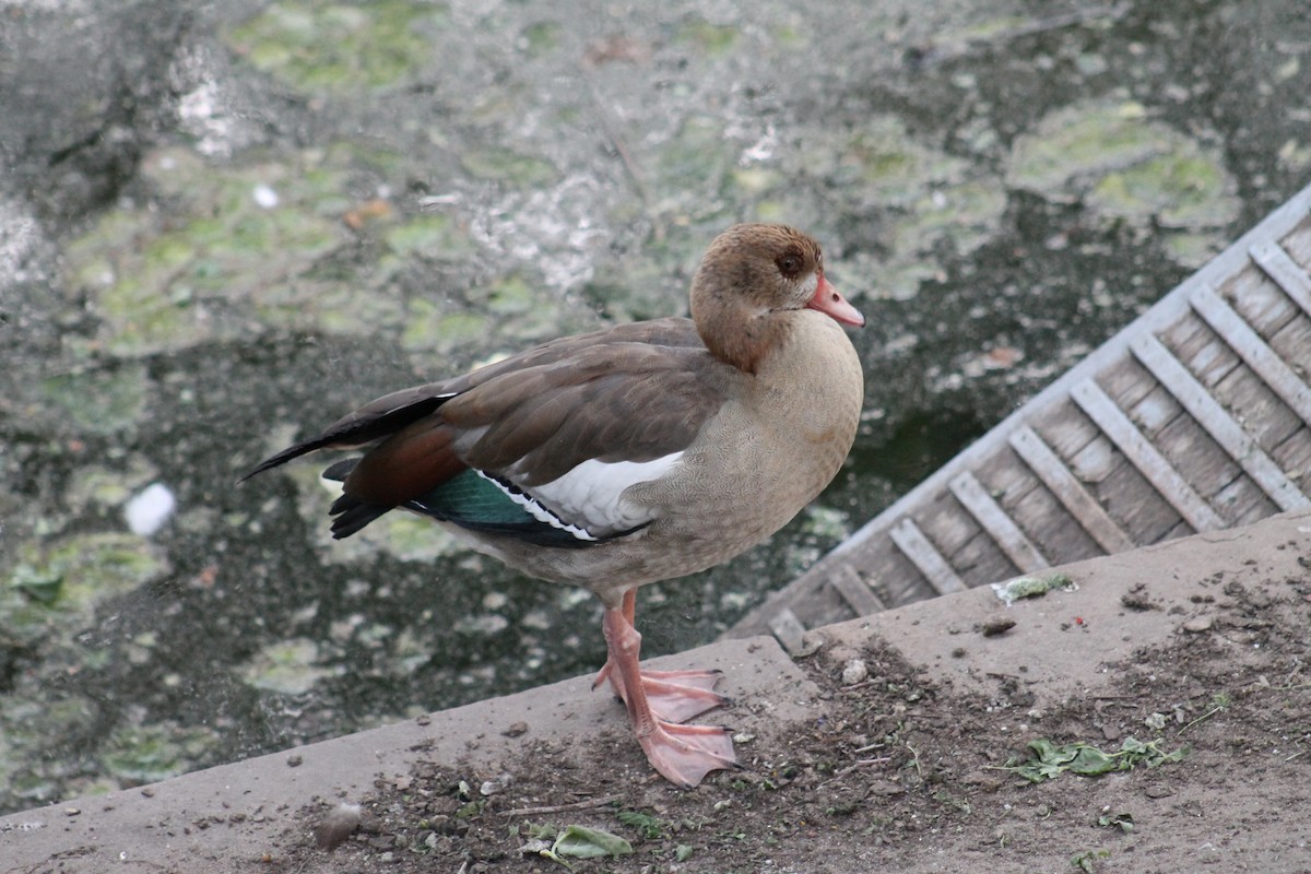 Egyptian Goose - ML635601728