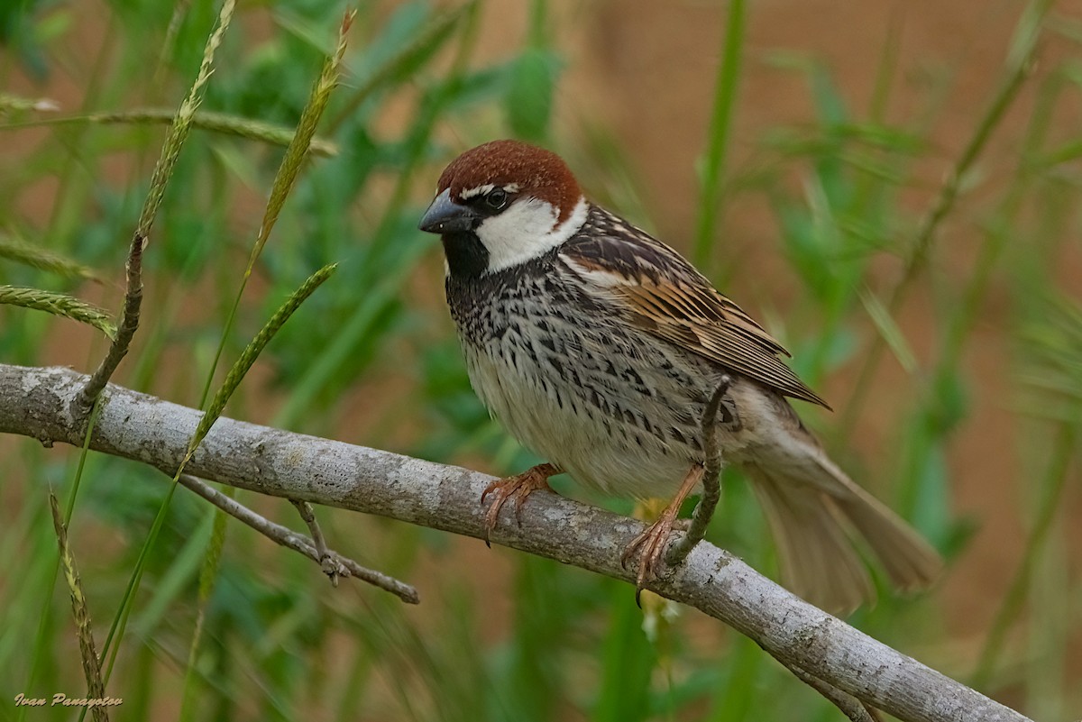 Moineau espagnol - ML635601932
