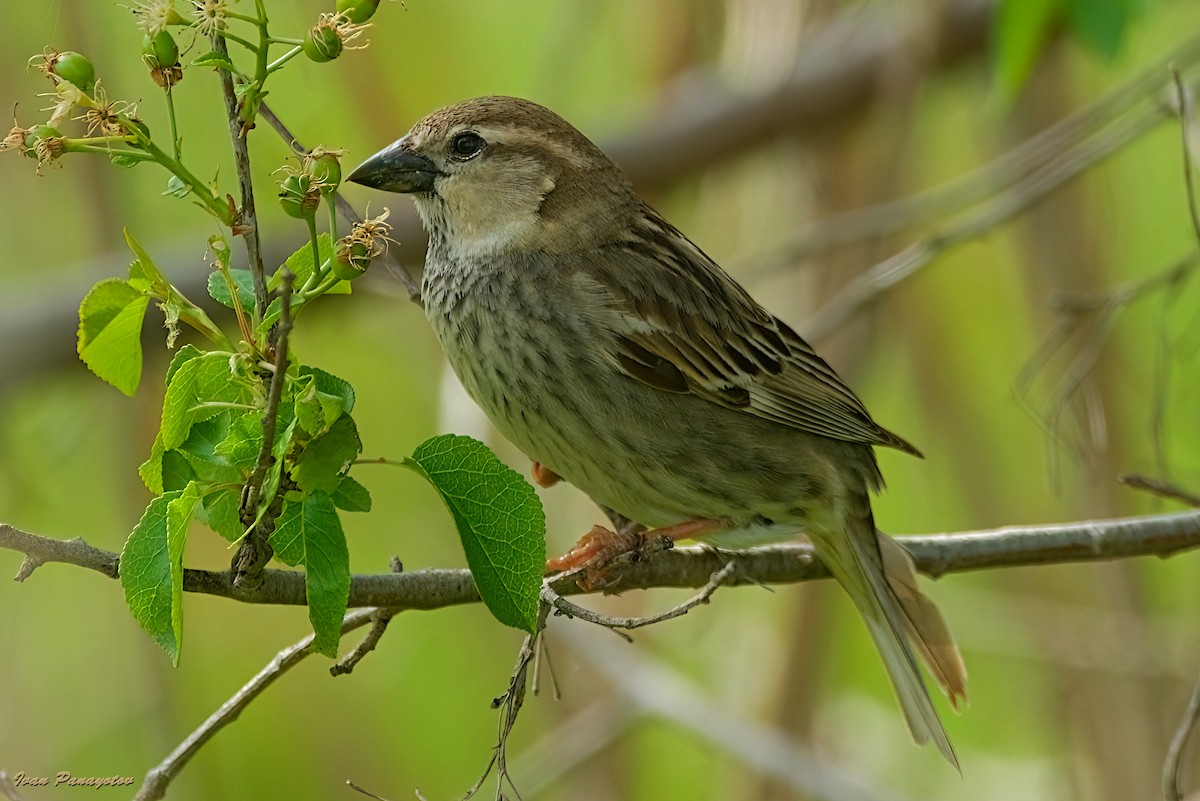 Moineau espagnol - ML635601933
