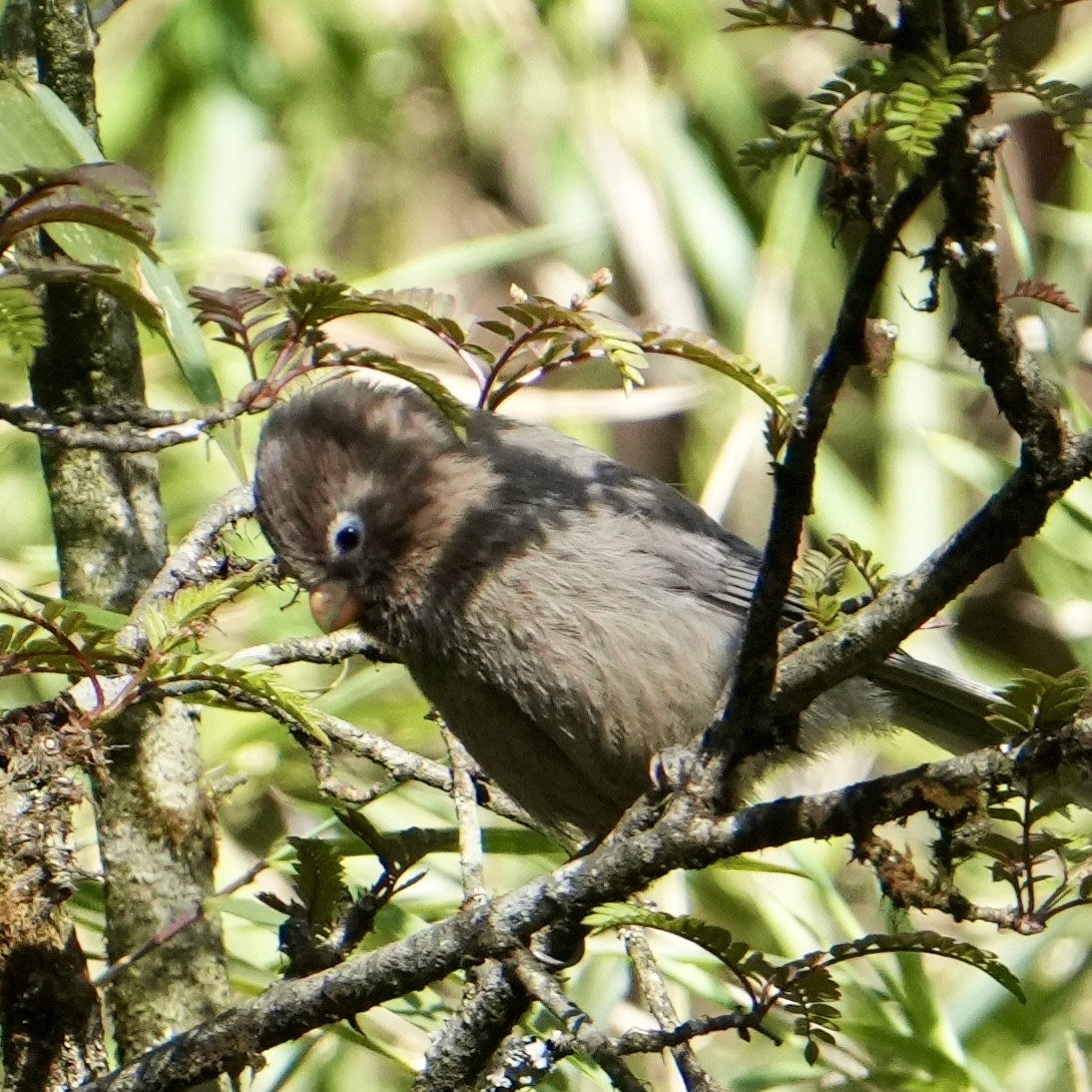 Paradoxornis tridactyle - ML635601935