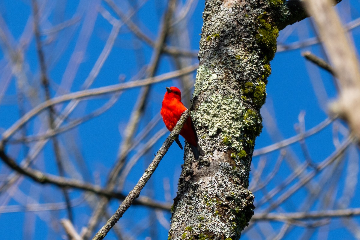 Piranga écarlate - ML635601944