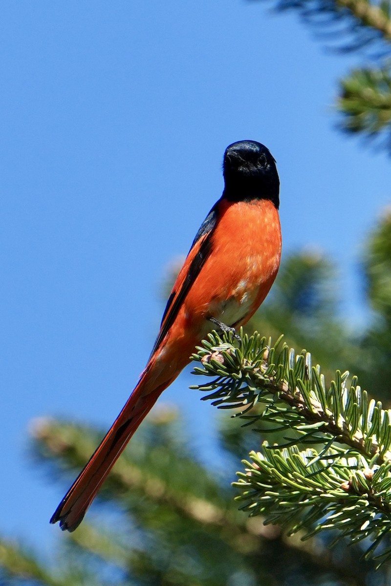 Minivet rouge - ML635601945