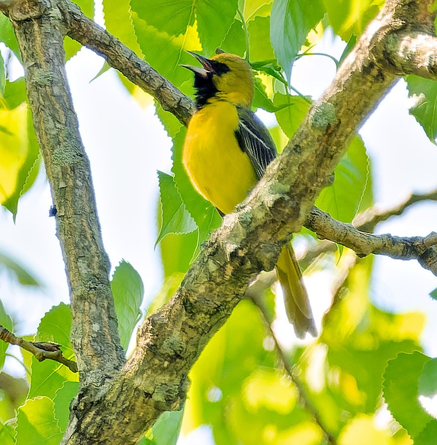 Oriole des vergers - ML635601947