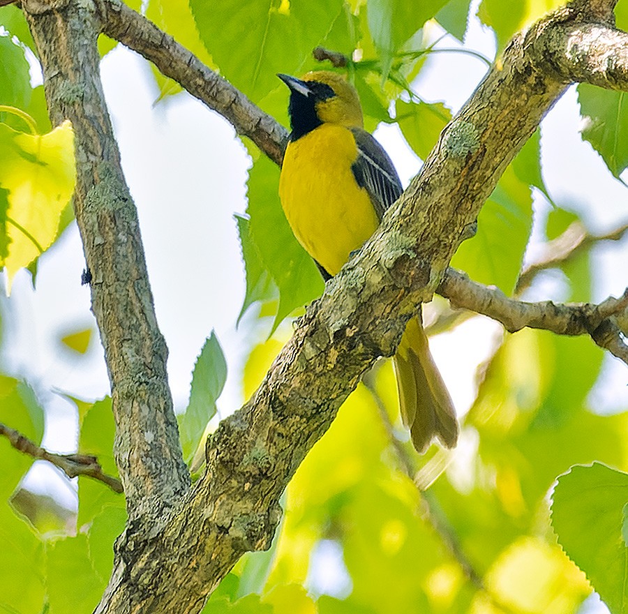 Oriole des vergers - ML635601948