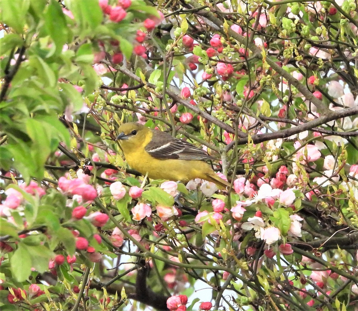 Oriole des vergers - ML635601950