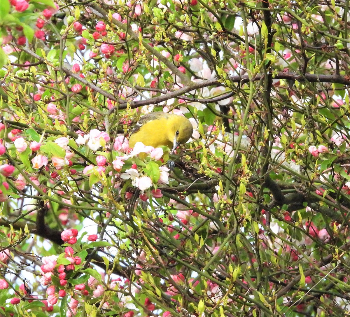 Oriole des vergers - ML635601951