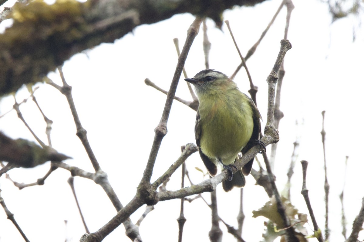 Black-capped Tyrannulet - ML635601975