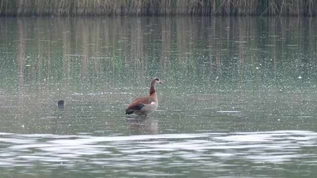 Egyptian Goose - ML635602211