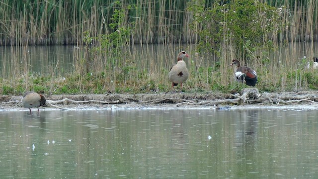 Egyptian Goose - ML635602212