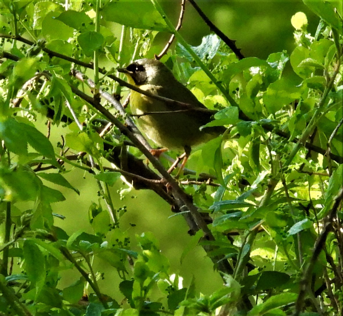 Common Yellowthroat - ML635602237