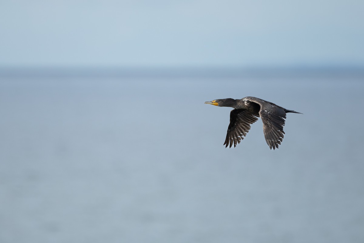 Double-crested Cormorant - ML635602459