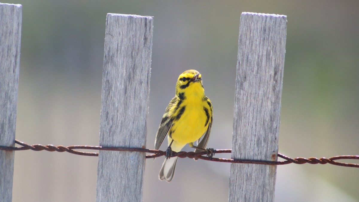 Prairie Warbler - ML635602468