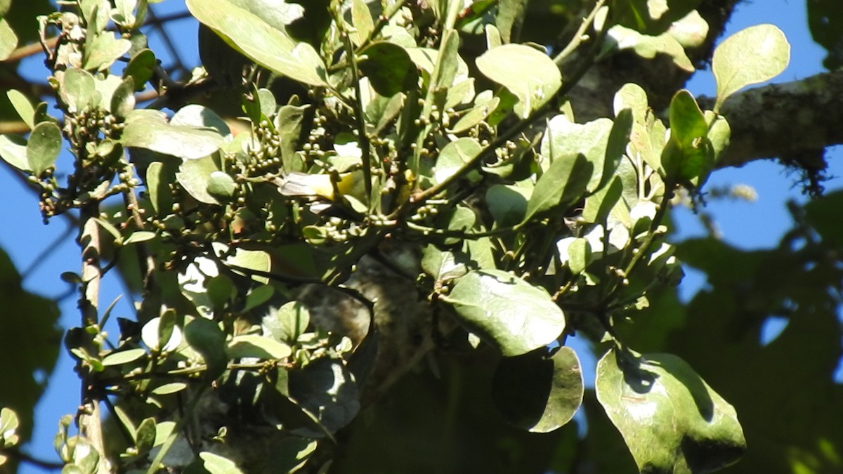 Hooded Siskin - ML635602579