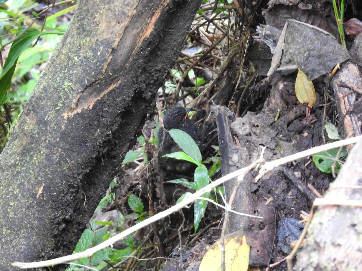 Moustached Antpitta - ML635602598
