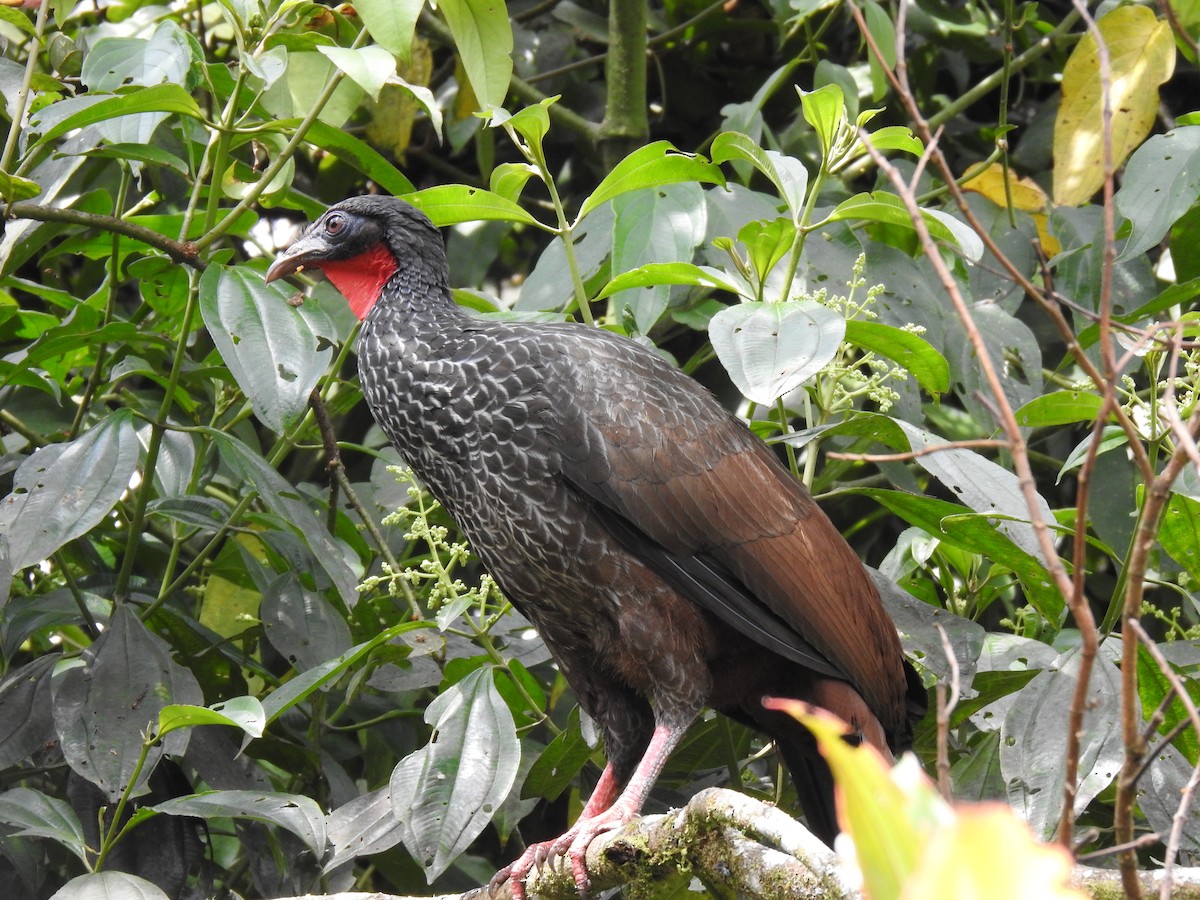 Cauca Guan - ML635602634