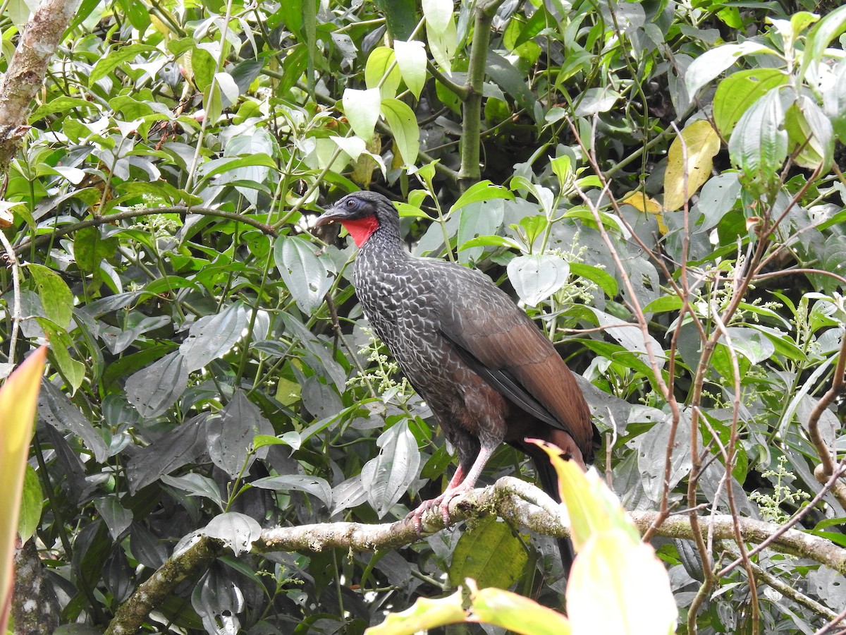 Cauca Guan - ML635602638