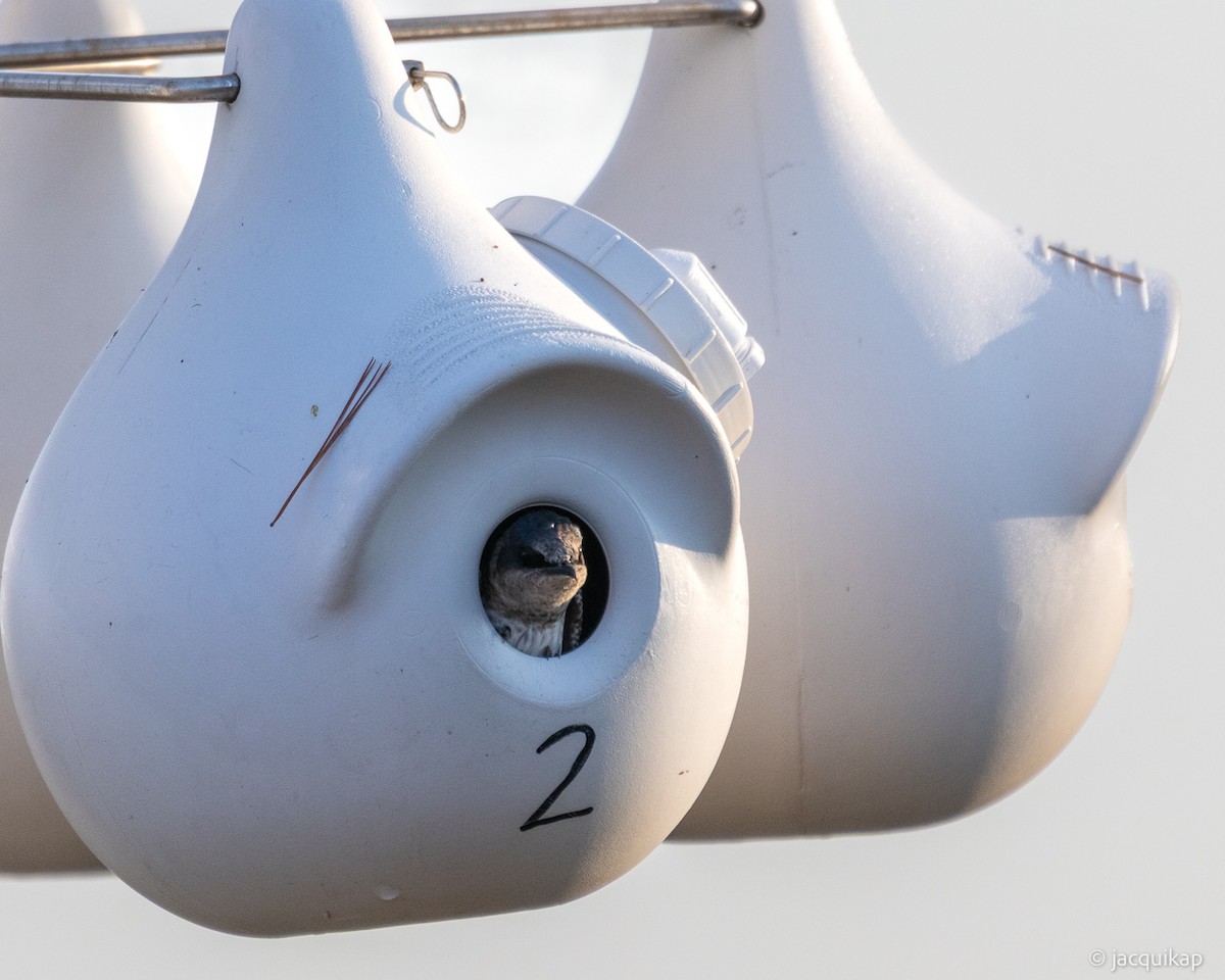 Purple Martin - ML635602690
