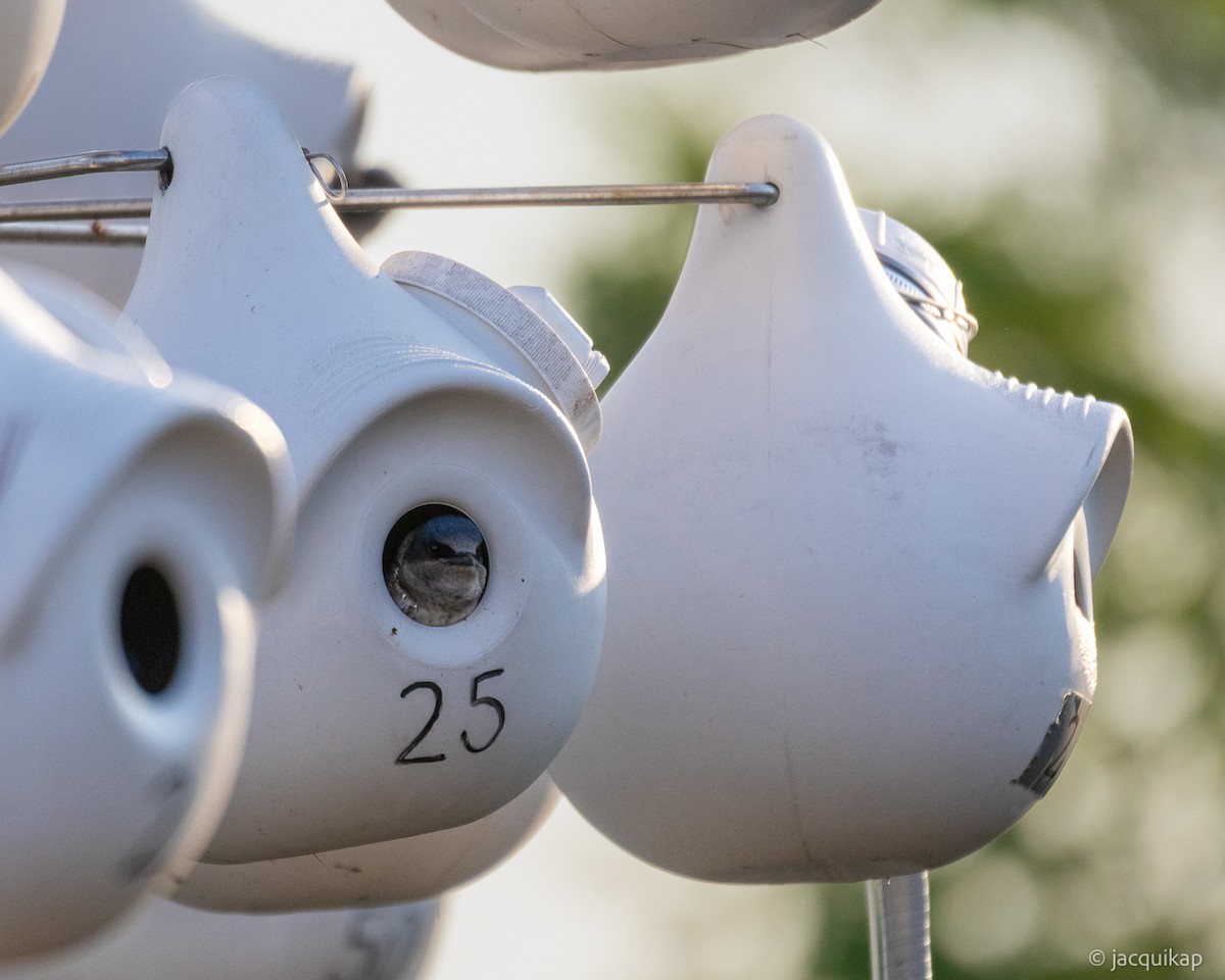 Purple Martin - ML635602691