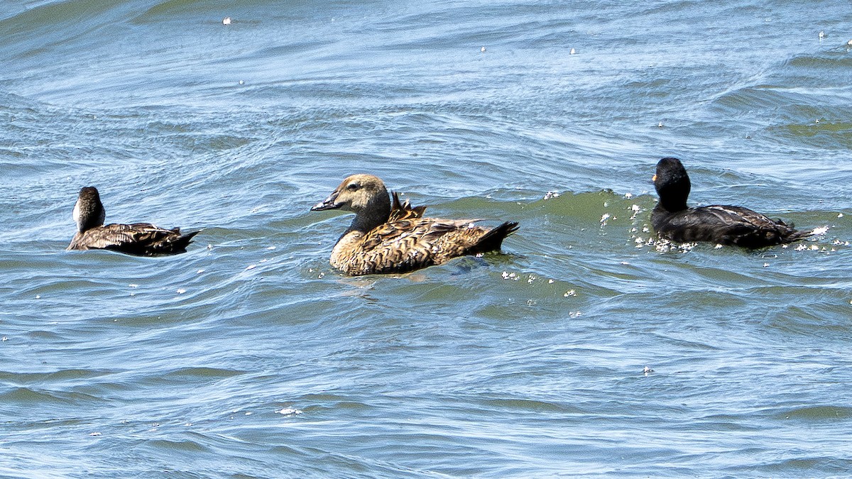 King Eider - ML635602692