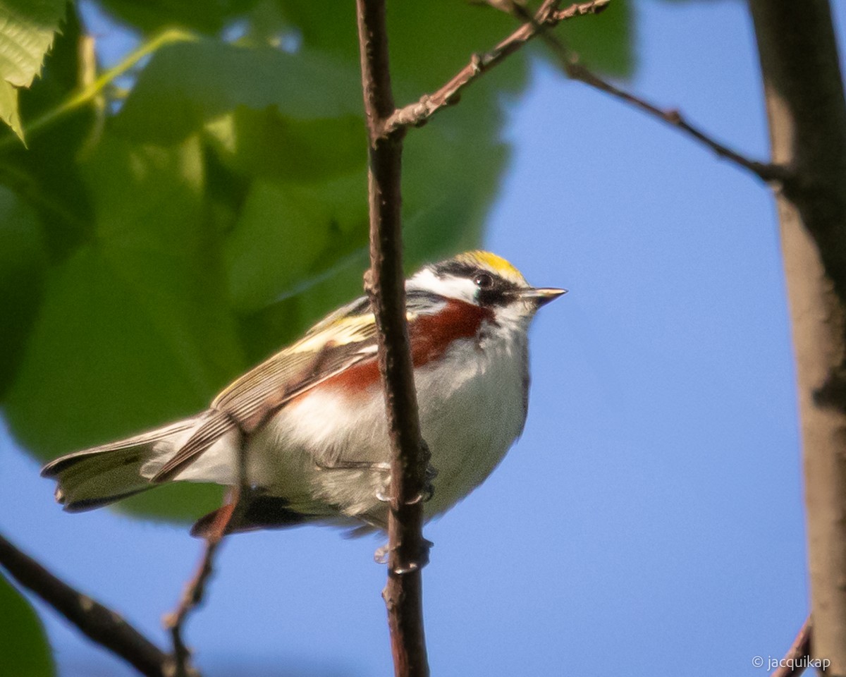 Chestnut-sided Warbler - ML635602702