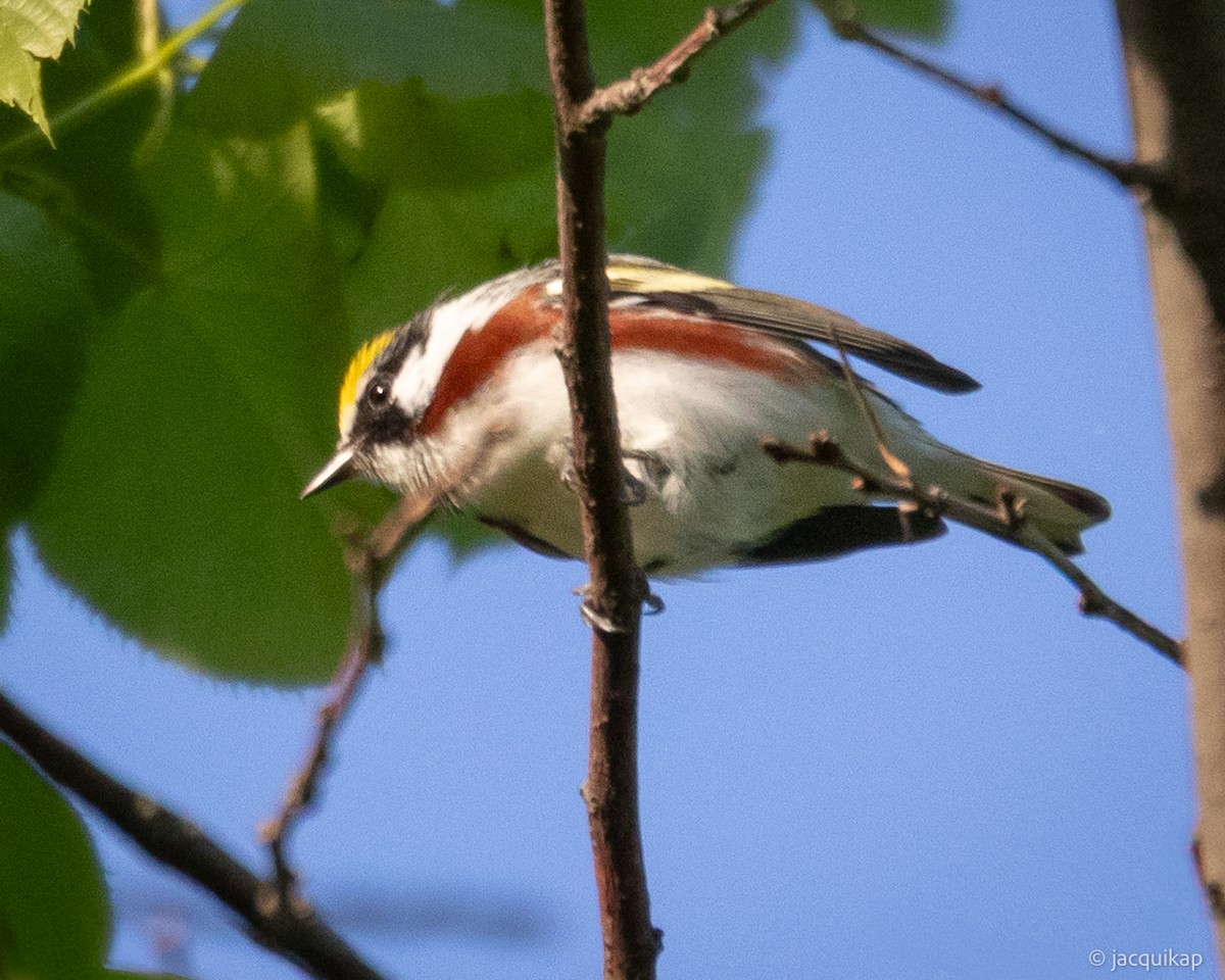 Chestnut-sided Warbler - ML635602703