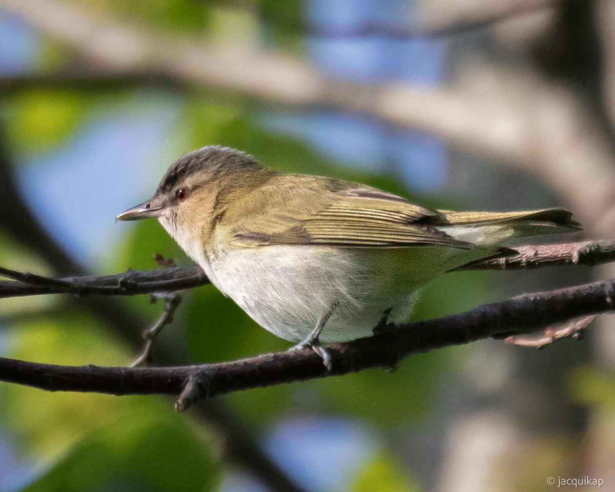 Red-eyed Vireo - ML635602709