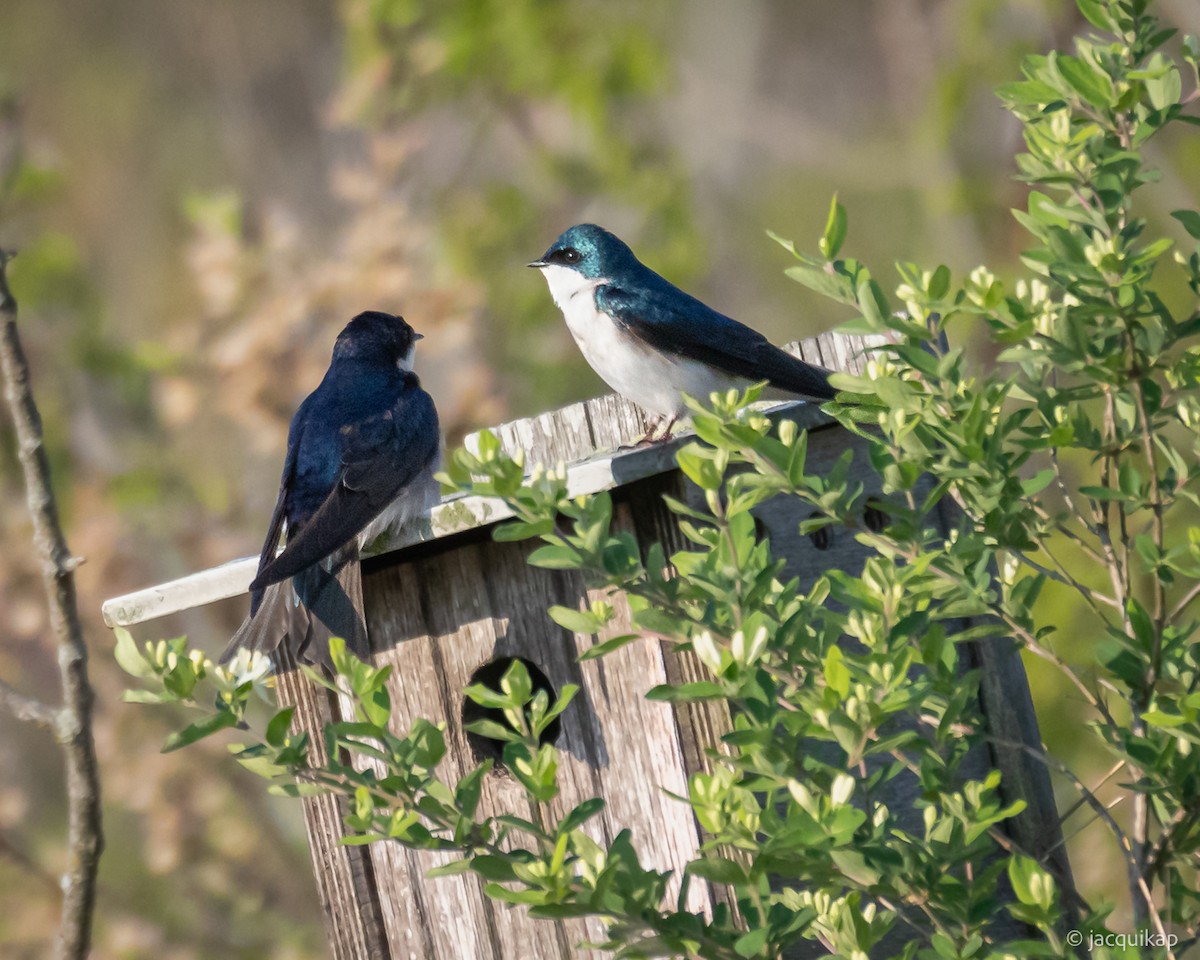 Tree Swallow - ML635602717