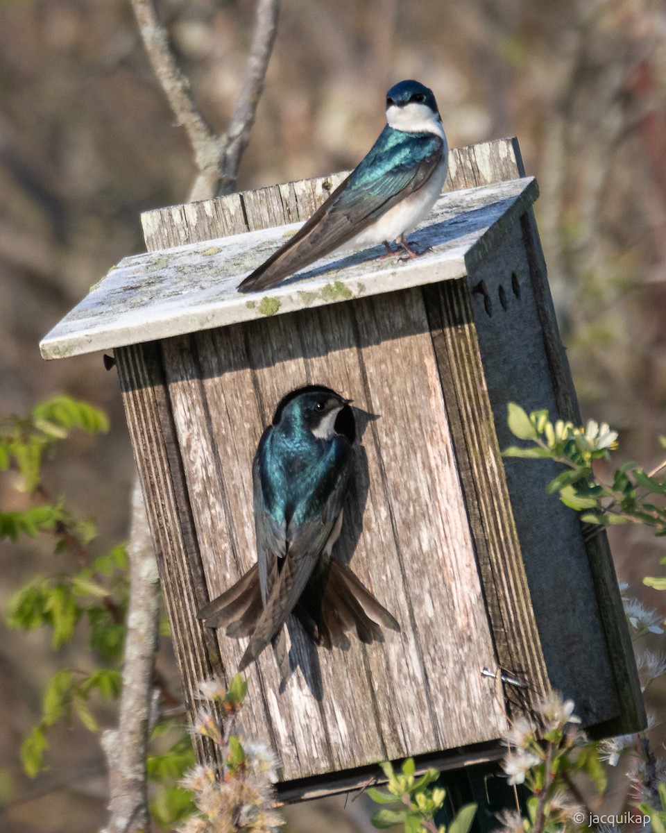 Tree Swallow - ML635602718